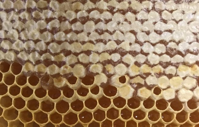 Honeycomb